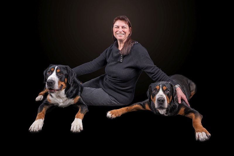 Großer Schweizer Sennenhund